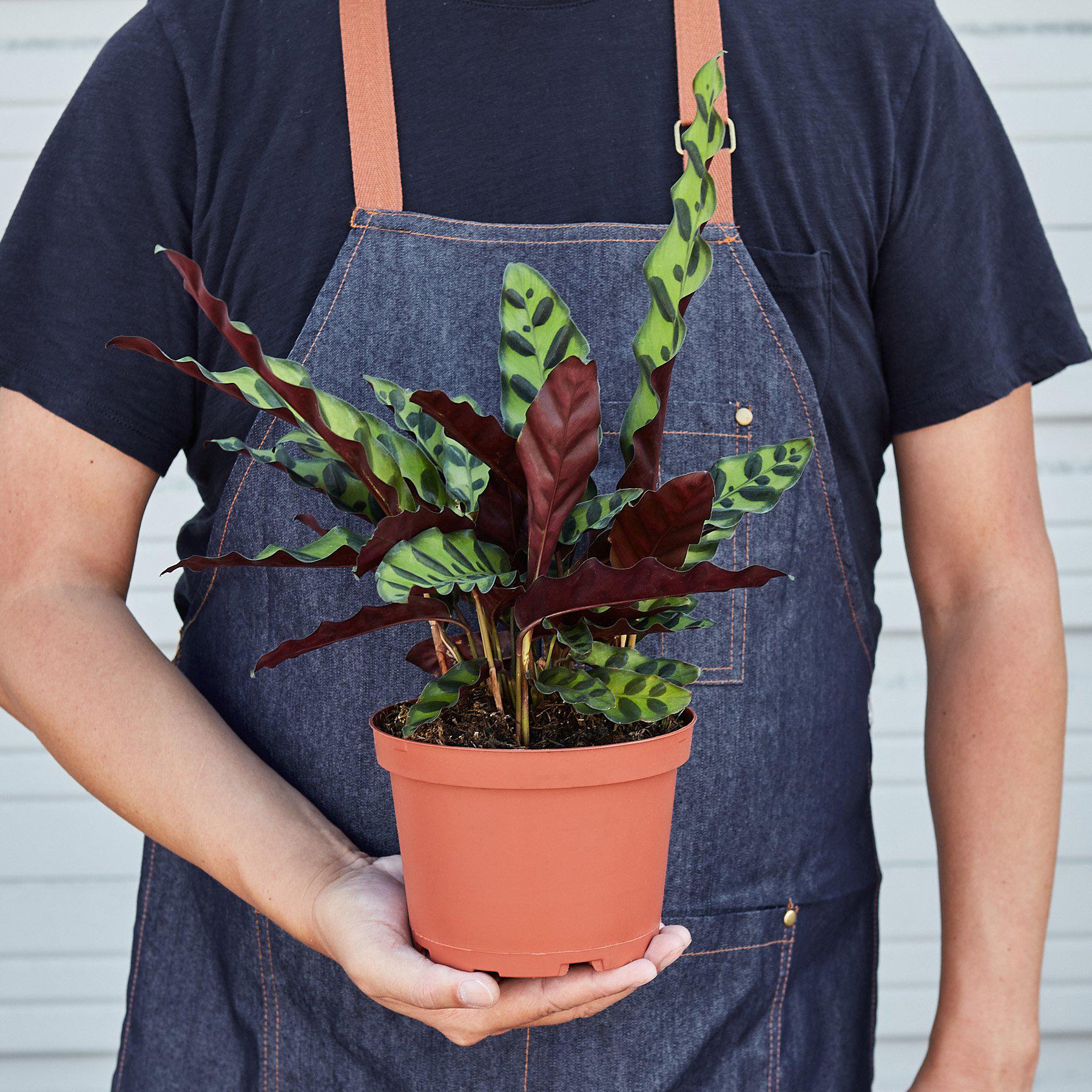 Calathea Lancifolia 'Rattlesnake' - House Plant Shop