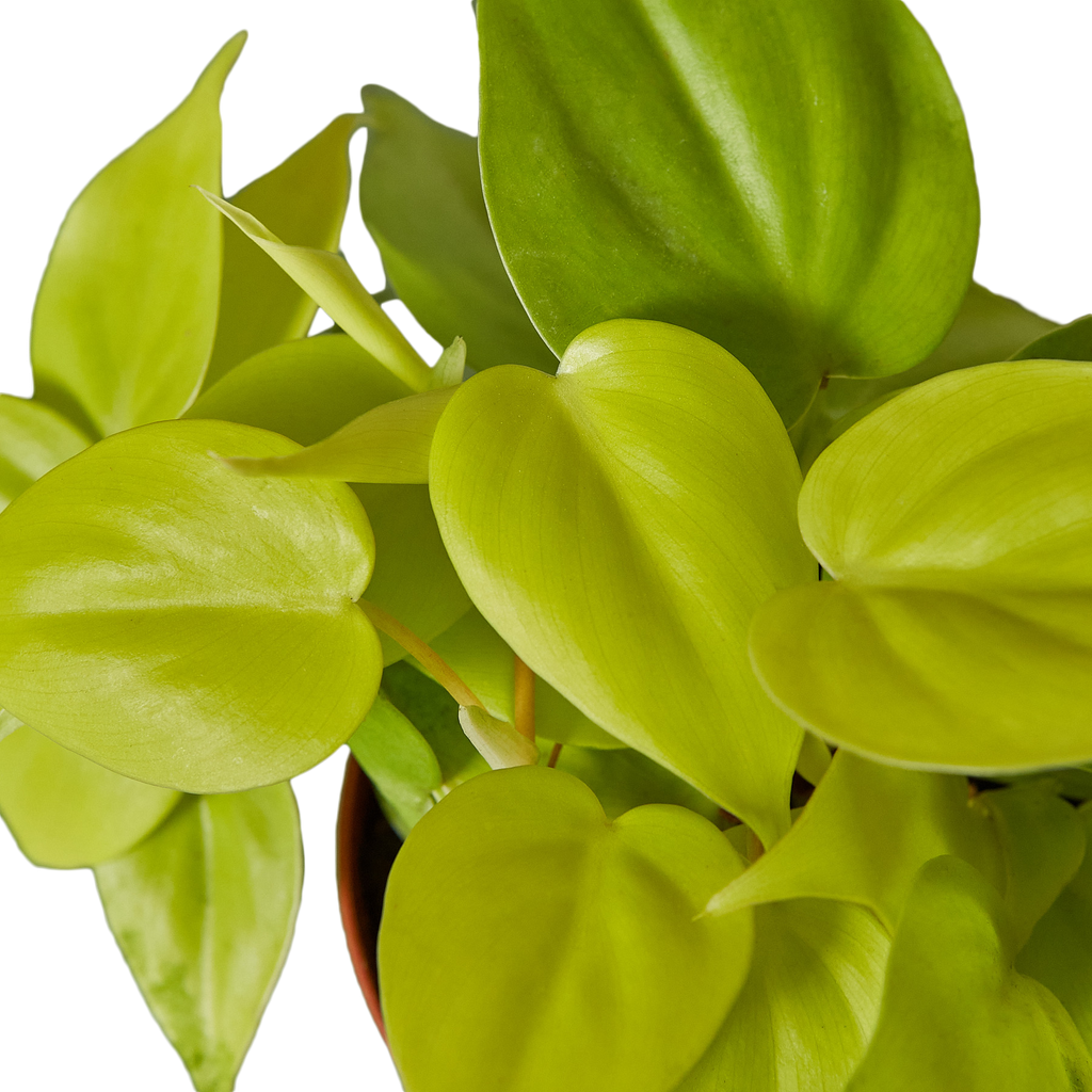 PHILODENDRON NEON