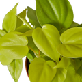 PHILODENDRON NEON