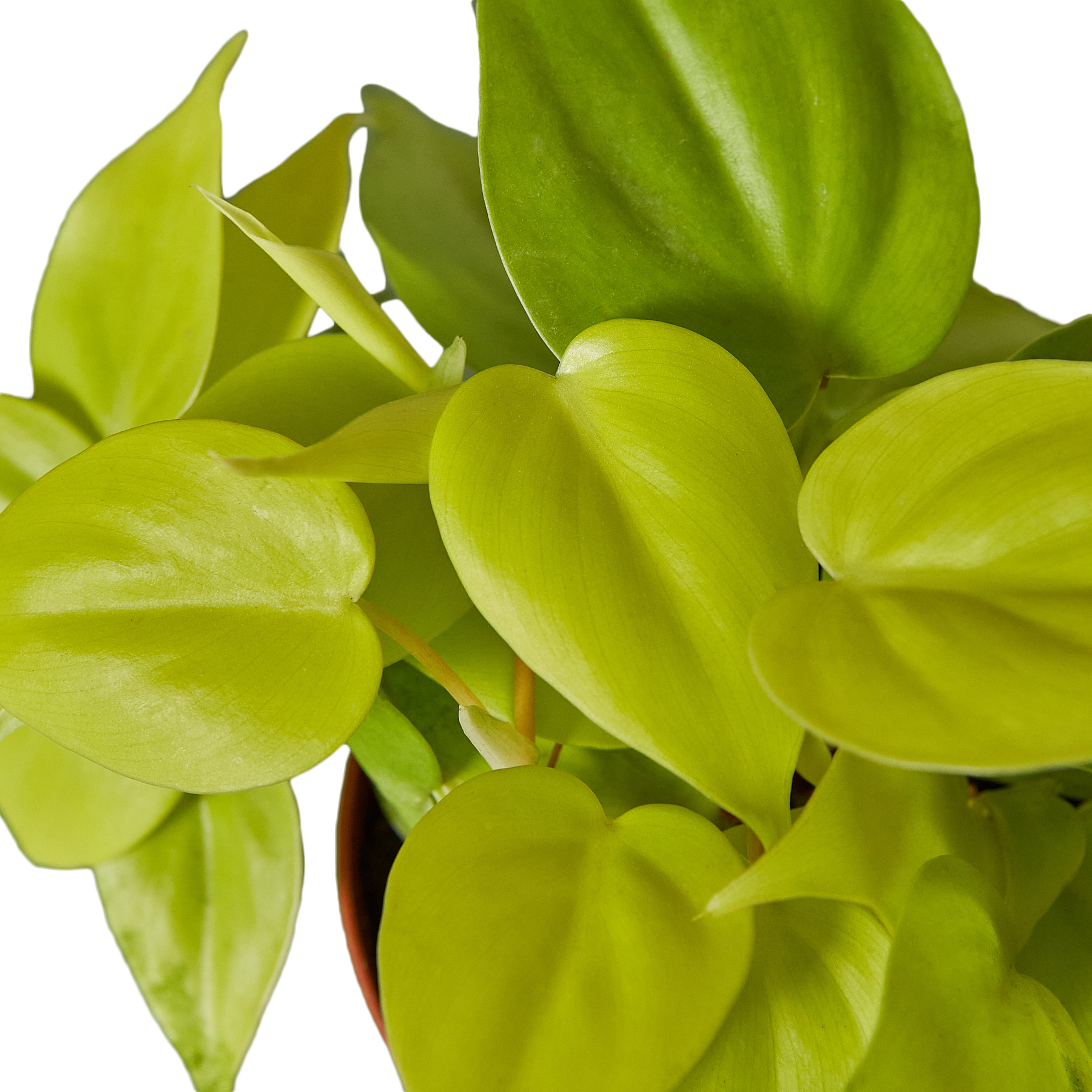 PHILODENDRON NEON
